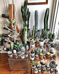 You can get some moisture from cactus fruit and all cactus fruit is edible, though. Rui Cactus Man Some New Ones Making An Appearance Whenever I Buy New Ones Or Water These Ones It Never Looks The Plant Decor Cactus Plants Plants