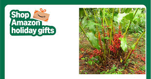 Image result for Renealmia africana