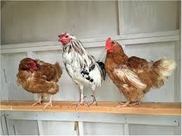 Quote Of The Day From The Chicken House To The Cathedral Ricochet