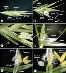 Image result for Poaceae