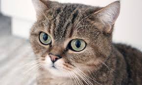 Some cats are more vocal than others and your pet may have a very particular way of expressing themselves through sound. Rabies Vaccine Required For Illinois Cats Veterinary Medicine At Illinois