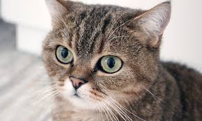 This shot is a vaccine, and will protect you cat for life. Rabies Vaccine Required For Illinois Cats Veterinary Medicine At Illinois