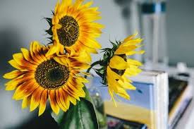 Cara menggambar bunga matahari di pot. Bukan Hanya Di Tanah Pekarangan Bunga Matahari Juga Bisa Ditanam Di Dalam Pot Begini Caranya Semua Halaman Kids