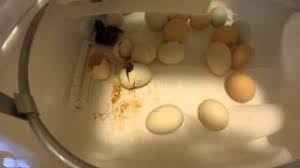 Call us at 256.624.8198 if this is your first time to hatch these type of eggs. Silkie Chicken Eggs Hatching Youtube