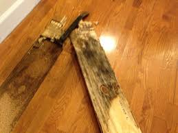 If your home had some flooding and the carpet was damp for more than 24 hours, you probably have some mold in your carpets. Black Mold Under Laminate Flooring Laminate Flooring