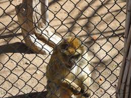 Las Vegas Zoo Las Vegas Zoo Zoo Las Vegas