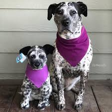 Image result for pets