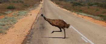 Google Image Result For Http Www Cringel Com Files Images Adia 2007 09 02 Dsc 5583 Emu Running Across Road Outback We Australian Wildlife Australia Travel Oz