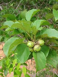 Image result for Cordia sinensis