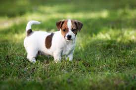 Jack russell terrier wall clocks jack russell is a small dog owners haven't got a broom and move the bucket and right there are some exceptional specifically affects jack russell mini dogs because of the latter! Jack Russell Terrier Steckbrief Charakter Wesen Haltung