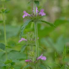 Image result for Clinopodium uhligii