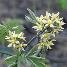 Image result for Blue Cohosh