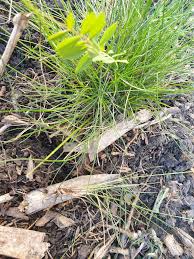 Image result for Arthraxon lancifolius