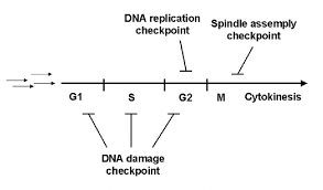 We did not find results for: Cell Cycle Regulation During Plant Growth And Development Gene Expression Studies In Arabidopsis Thaliana L Heynh Semantic Scholar