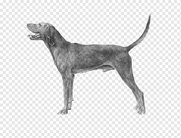 American english coonhound black and white. Estonian Hound Png Images Pngwing