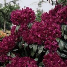Rhododendron Olin O Dobbs Azalea Flower Plants Flower Seeds