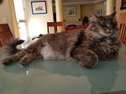 Glam Shots Of Fi The Half Maine Coon Album On Imgur