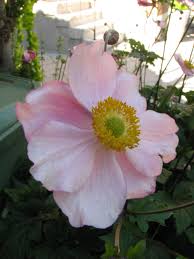 Maybe you would like to learn more about one of these? Eriocapitella Hybrida Wikipedia