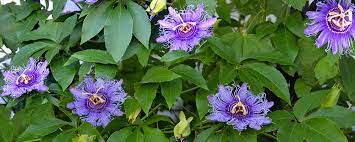 Check spelling or type a new query. Heat Resistant And Beautiful 6 Native Florida Plants For Gardens And Landscaping