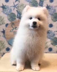 Spa Groom Room Puppy Groom TOP 10 BEST Mobile Dog Grooming Near West Grove,  PA Updated