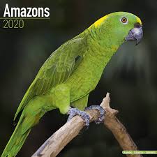 Also, common sounds such as phones, alarms, and barking dogs will often be repeated with intriguing similarity. Amazon Parrot Calendar Parrot Calendar Bird Calendars Calendars 2019 2020 Wall Calendars Monthly Wall Calendar By Avonside Megacalendars 9781785806858 Amazon Com Books