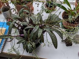 Image result for Ledebouria Unidentified sp. no2.