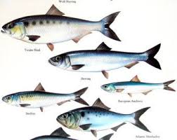Wolf Herring Alose Sardine Hareng Anchois Europeen Etc Vintage 1984 Poisson Livre Plaque Animaux Animaux Aquatiques Poisson
