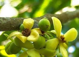 25 keunikan yang hanya ada di negara inggris. Jenis Flora Dan Fauna Di Inggris