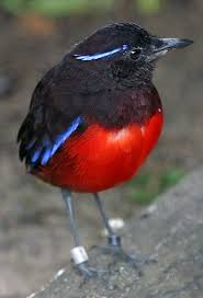 Birds Of Prey Wikipedia Indonesia Graceful Pitta Beautiful Birds Pet Birds Bird Species
