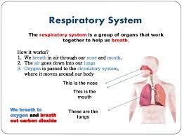 The Human Body Circulatory System Respiratory System And Digestive