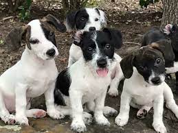 Almost home shelter pet rescue. Almost Home Pet Rescue