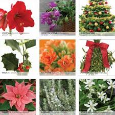 Lighting, watering, feeding, reblooming, soil and propagation with cuttings or seeds. Christmas Plants Hazards History And Holiday Dangers Today S Veterinary Practice