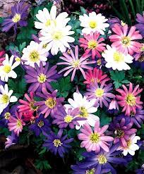 The Anemone Blanda Windflower Mixture Anemone Blanda Flower Bulb Index Bulb Flowers Spring Flowering Bulbs Anemone