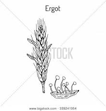Gli effetti della segale cornuta, tra l'altro, si conoscevano già dagli antichi greci, che la ingerivano però rimangono due domande. Immagini Illustrazioni E Grafica Vettoriale Gratis A Tema Segale Cornuta Bigstock