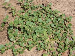 Image result for Alternanthera pungens