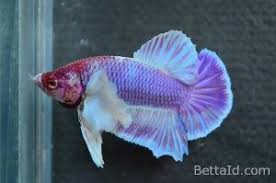 Ikan Cupang Big Ear Lavender Be11 Jenis Plakat Big Ear Warna Dominan Ungu Lavender Kondisi Ikan Sehat Sisik Mengkilap Sirip Ikan Ikan Cupang Ikan Lavender