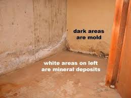 They are quite common due to the moisture and humidity in those areas. Mold Image Library Mold Us Epa