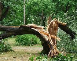 Emergency Tree Service Storm Damage Hometown Tree Experts
