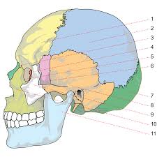 Image result for Parietal Bone