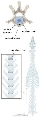 Check spelling or type a new query. Intervertebral Disk Disease Ivdd In Dogs Veterinary Partner Vin