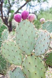 When these cactus plants mature, they produce attractive red, orange or yellow flowers that can become edible prickly pear fruits on larger plants. Prickly Pear Picking At Arizona Cactus Ranch Arizona Cactus Cactus Photography Cactus Flower