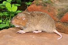 It is possible to have up to twelve hundred square feet of tunnels running four to eight inches below the surface of your back yard. Gopher Wikipedia