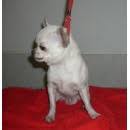 Allevamento professionale di yorkshire terrier, chihuahua e spitz. Allevamento Del Piccolo Amico A Arena Po Pavia