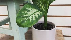 Diefembaquia Cuidados Cultivo Y Multiplicacion Del Dieffenbachia Compost Follaje Plantas De Interior