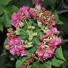 Image result for Dombeya buettneri