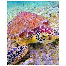Full Round Square Drill 5d Diy Diamond Painting Animal Sea Turtle 3d Embroidery Cross Stitch 5d Ho In 2020 Sea Turtle Animals Beautiful Sea Creatures