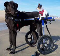 Build your own inexpensive dog wheelchair using our diy plans. Dog Wheelchair Walkin Wheels Dog Wheelchairs Dog Carts Handicapped Pets Canada