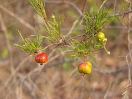 Image result for Eugenia aschersoniana