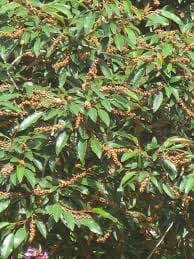 Image result for Croton gratissimus