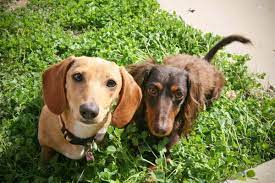 Male Vs Female Dachshund Which Is Better Bubbly Pet